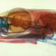 Photomicrograph of Thorius pennatulus. Bones are stained red and cartilage stained blue. The entire head is 3 mm long.